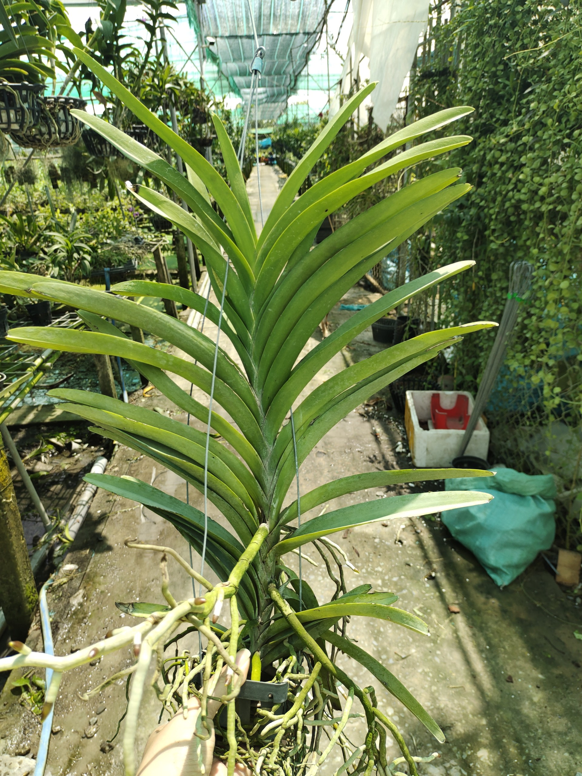 Lan Vanda hàng lá cây trưởng thành