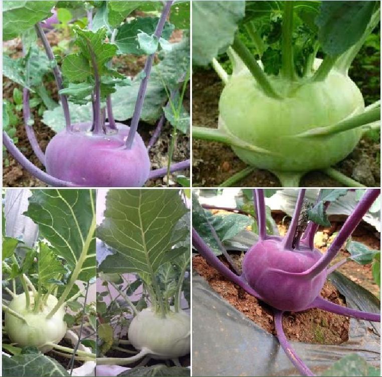 Combo 2 gói hạt giống su hào ( 1 gói su hào xanh - 1 gói su hào tím )