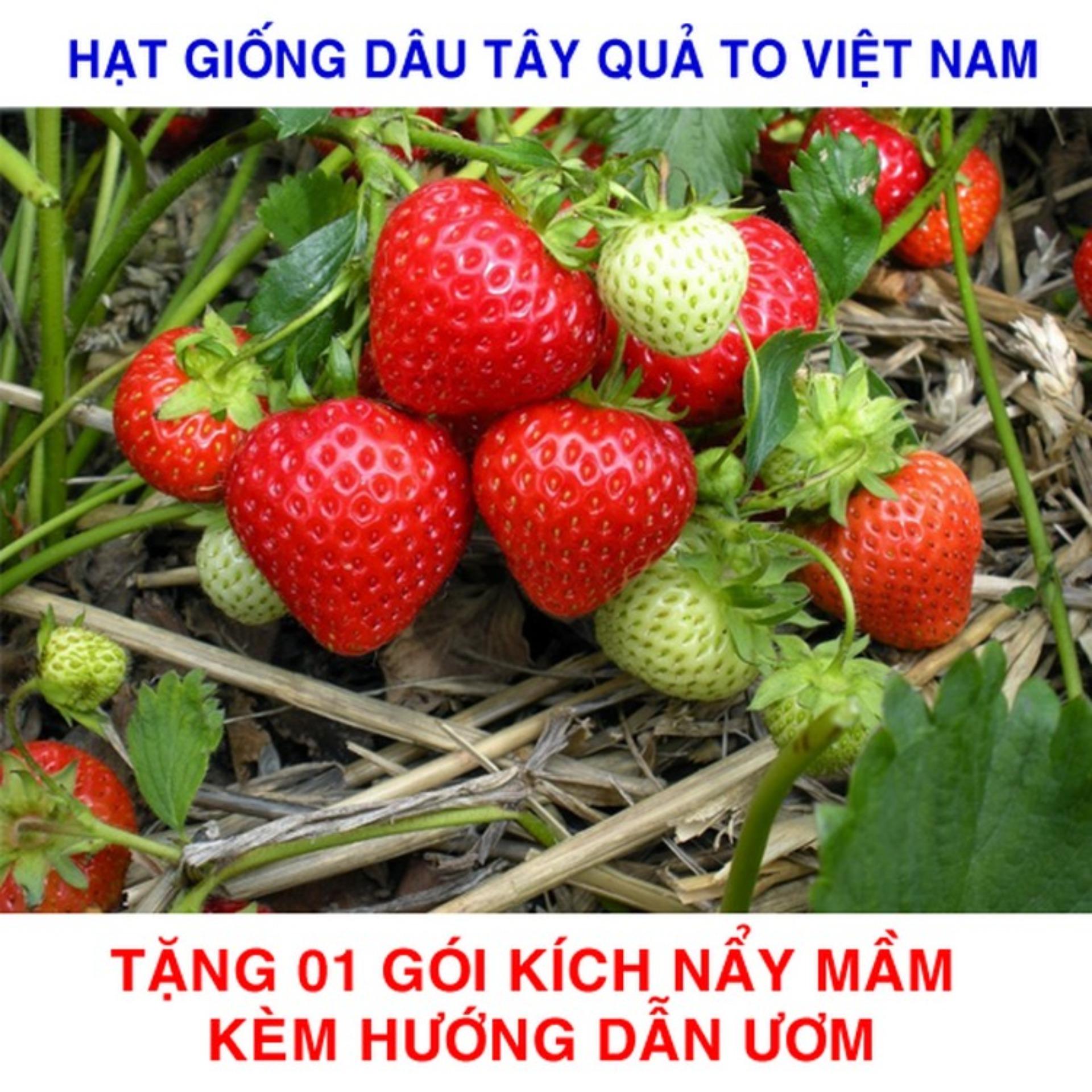 100 Hạt giống Dâu tây Đỏ Việt Nam (tặng kích nẩy mầm và hướng dẫn ươm)