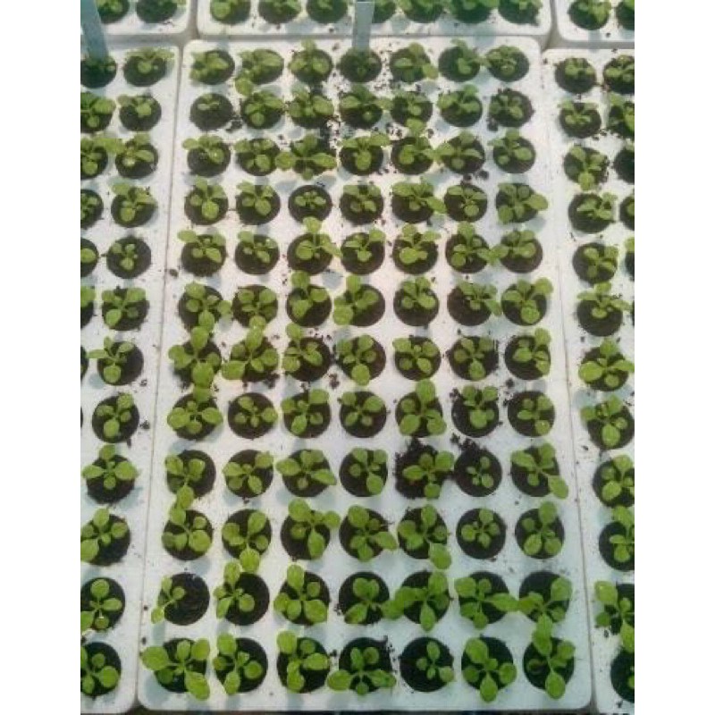 Khay Xốp Ươm Hạt 84 Lỗ