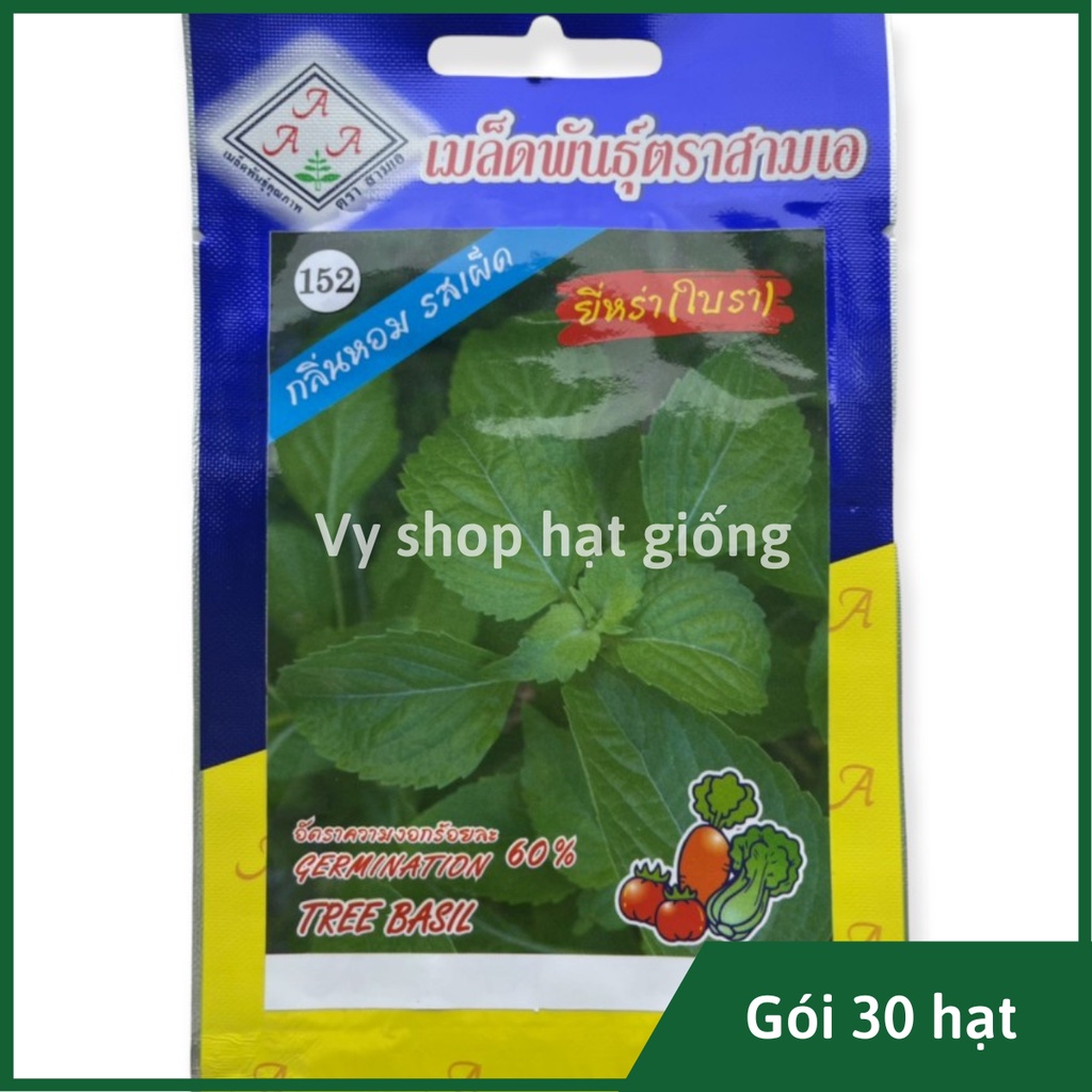 Hạt giống húng quế tây (tree basil) Thái Lan gói 30 hạt