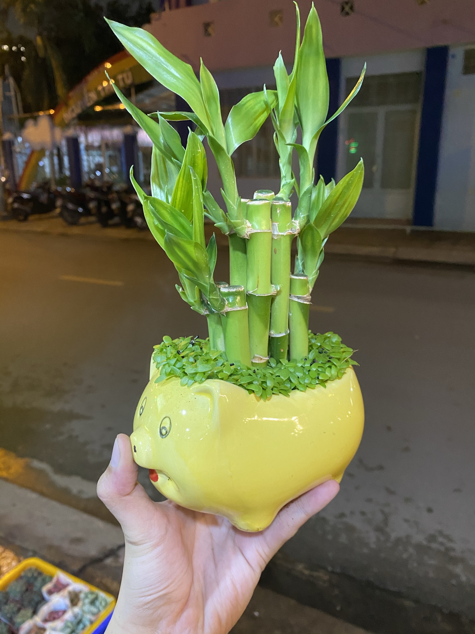 [HCM]CHẬU CÂY PHONG THUỶ TRÚC PHÁT LỘC