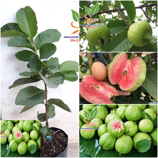 CÂY GIỐNG ỔI RUBI KHÔNG HẠT THÁI LAN SIÊU NGON SIÊU QUẢ- CAM KÊT GIỐNG CHUẨN F1