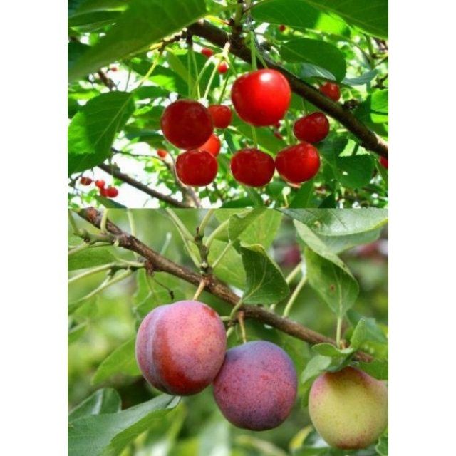 242A Hạt Giống Quả Anh Đào (Cherry) 5 Hạt/ Gói