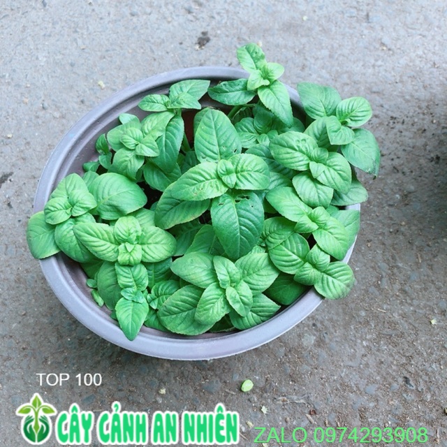 [HCM]Chậu Cây Rau Quế Vị