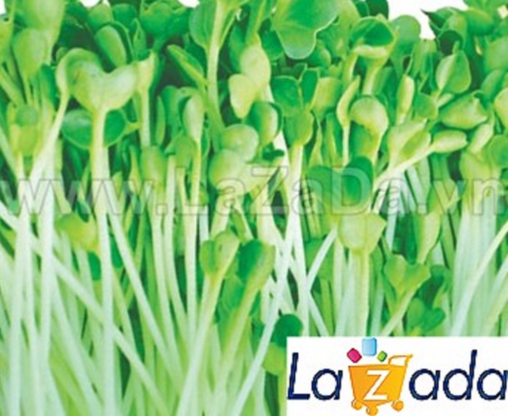1KG Hạt Giống Rau Mầm Cải Thìa (| W12*W63)
