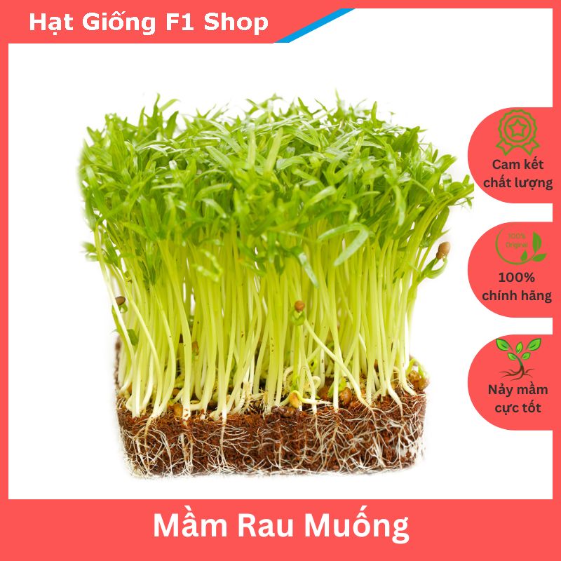 Hạt Giống Mầm Rau Muống Thân To Dòn (50 Gam)