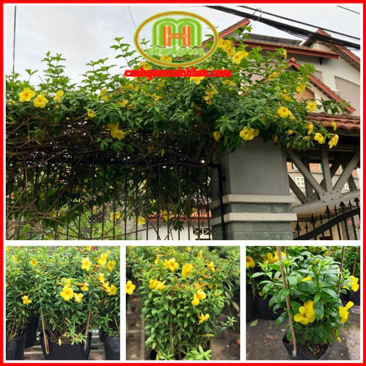 Cây huỳnh anh leo hoa vàng