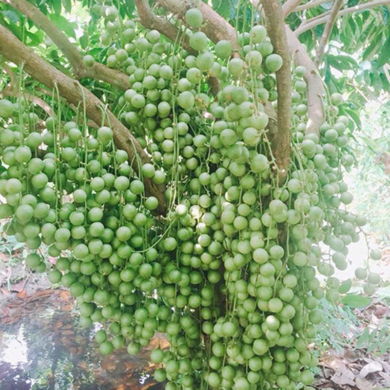 Cây giống dâu da xanh trái sớm- Hoa kiểng Nguyễn Lộc- Cây giống chất lượng cao