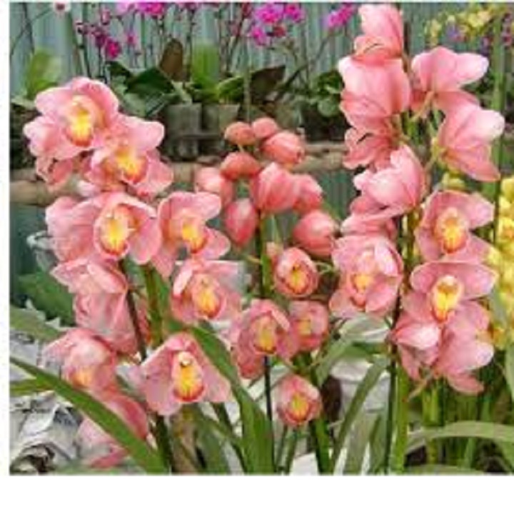 CHẬU GIỐNG HOA ĐỊA LAN SATO