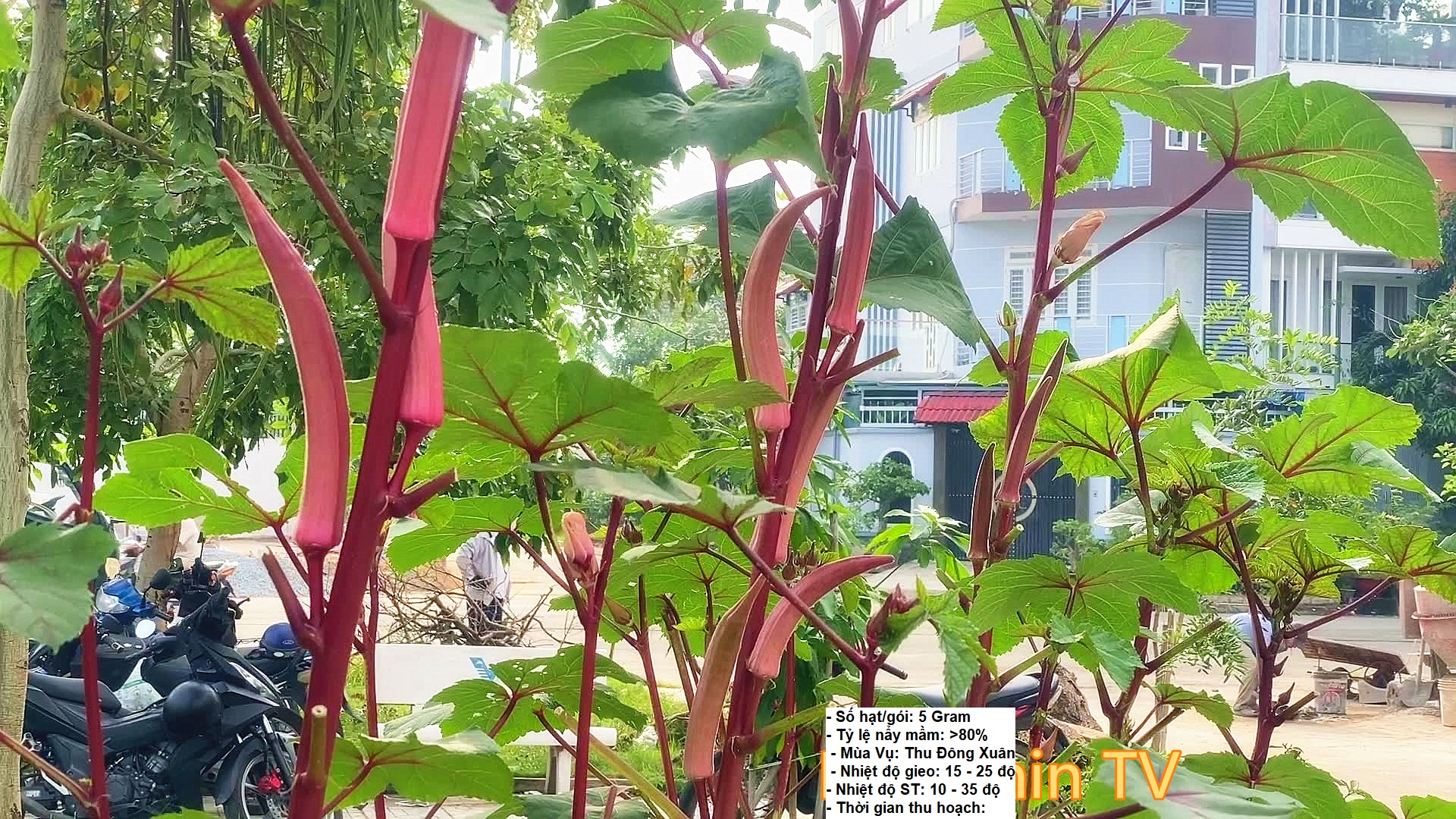 5Gram Hạt giống Đậu Bắp Đỏ - Bon Shop