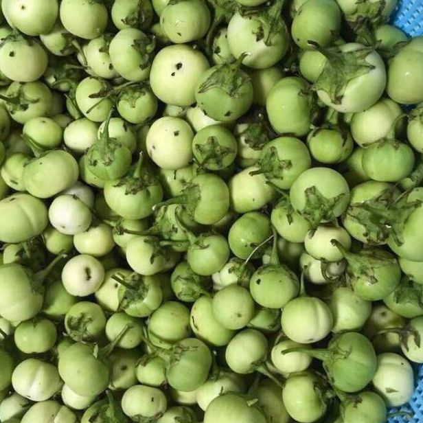 Green Ca Phao Seeds - 0.2 Gram Package