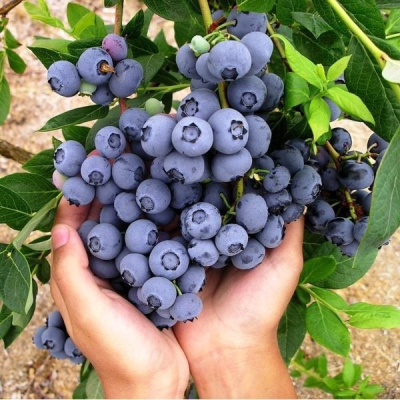 Cây giống Cây Việt Quất Tứ Quý  (Blueberry) - Cây to sắp ra trái