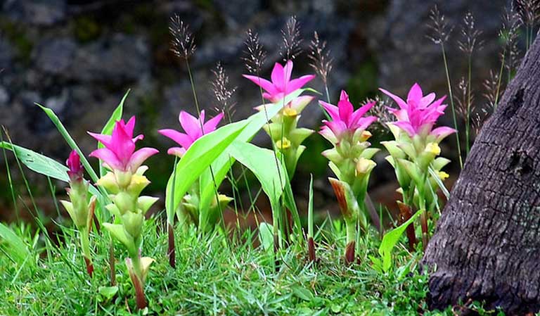 cây nghệ trắng rừng (giống)