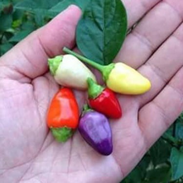 [HCM]Hạt giống ớt kiểng ngũ sắc