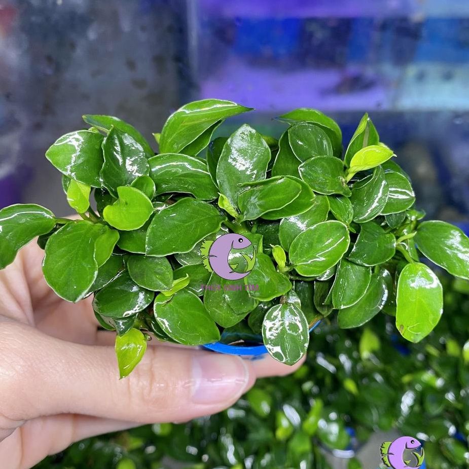 Ráy Nana Nhiều Ngọn (Cây Thủy Sinh)