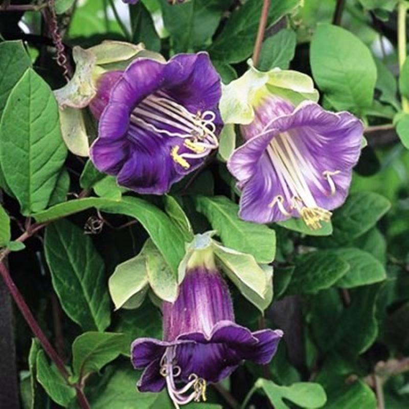5 Hạt giống hoa Chuông tím