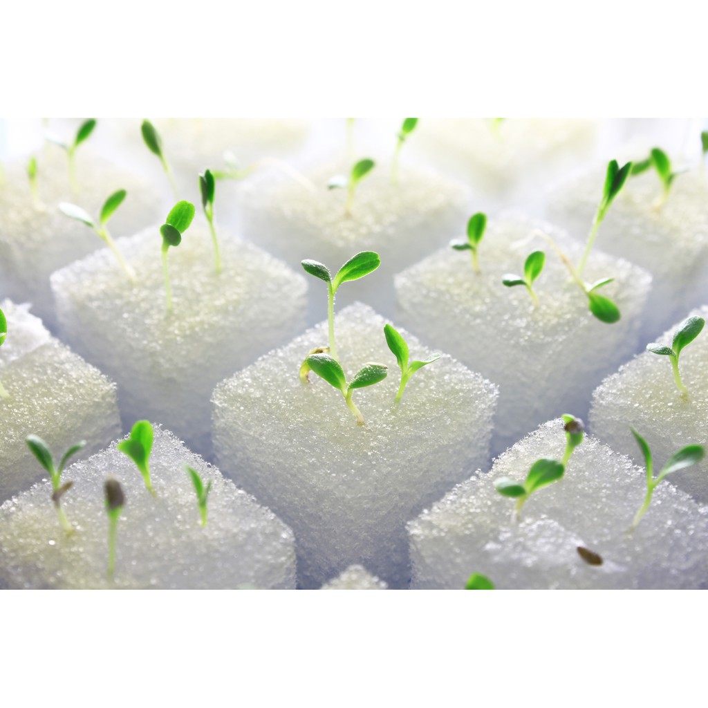 ATP Farm - Mút xốp 96v trồng thủy canh ( Việt Nam )