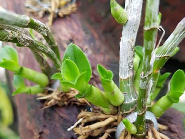 Combo Keiki Duy đỏ và keo liền sẹo cành