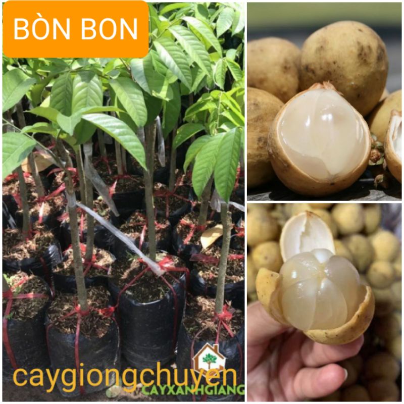 Cây giống bòn bon