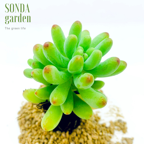SEN ĐÁ THẠCH NGỌC MĨ SIZE MINI SIÊU KHOẺ LỖI 1 ĐỔI 1