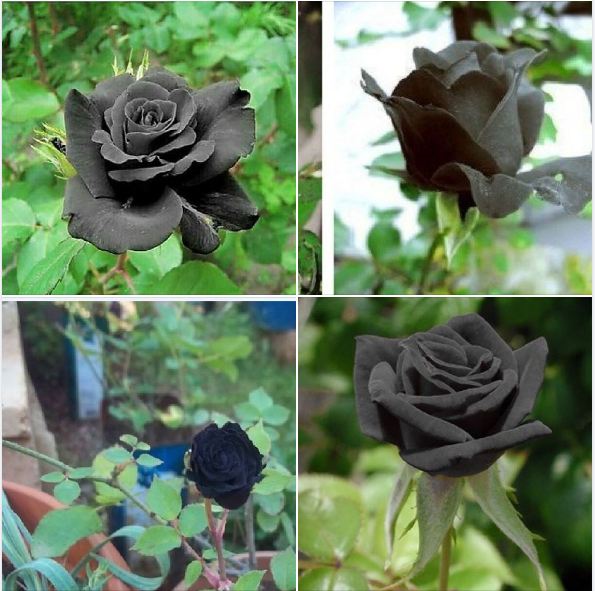 "Gói 20 Hạt " Hạt giống hoa hồng đen