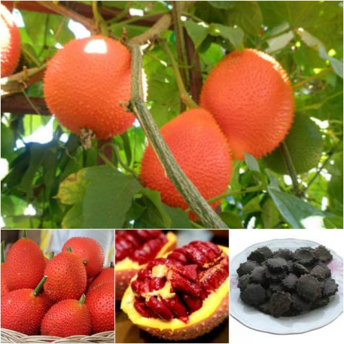 Cây giống cây gấc cao sản f1 siêu sớm