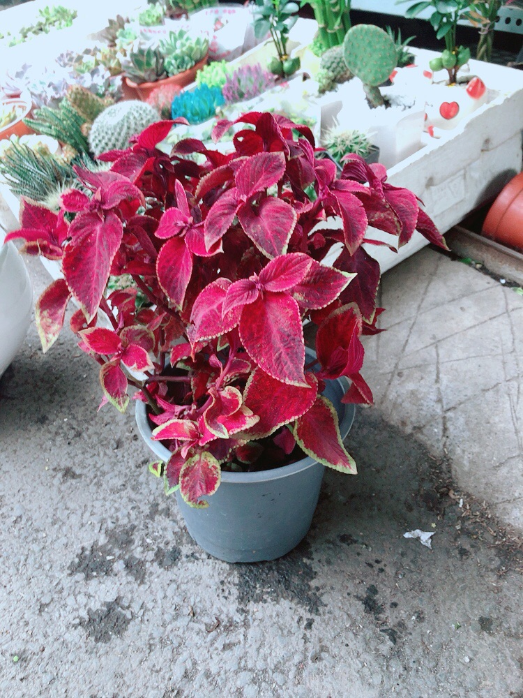 Chậu cây lá gấm đỏ