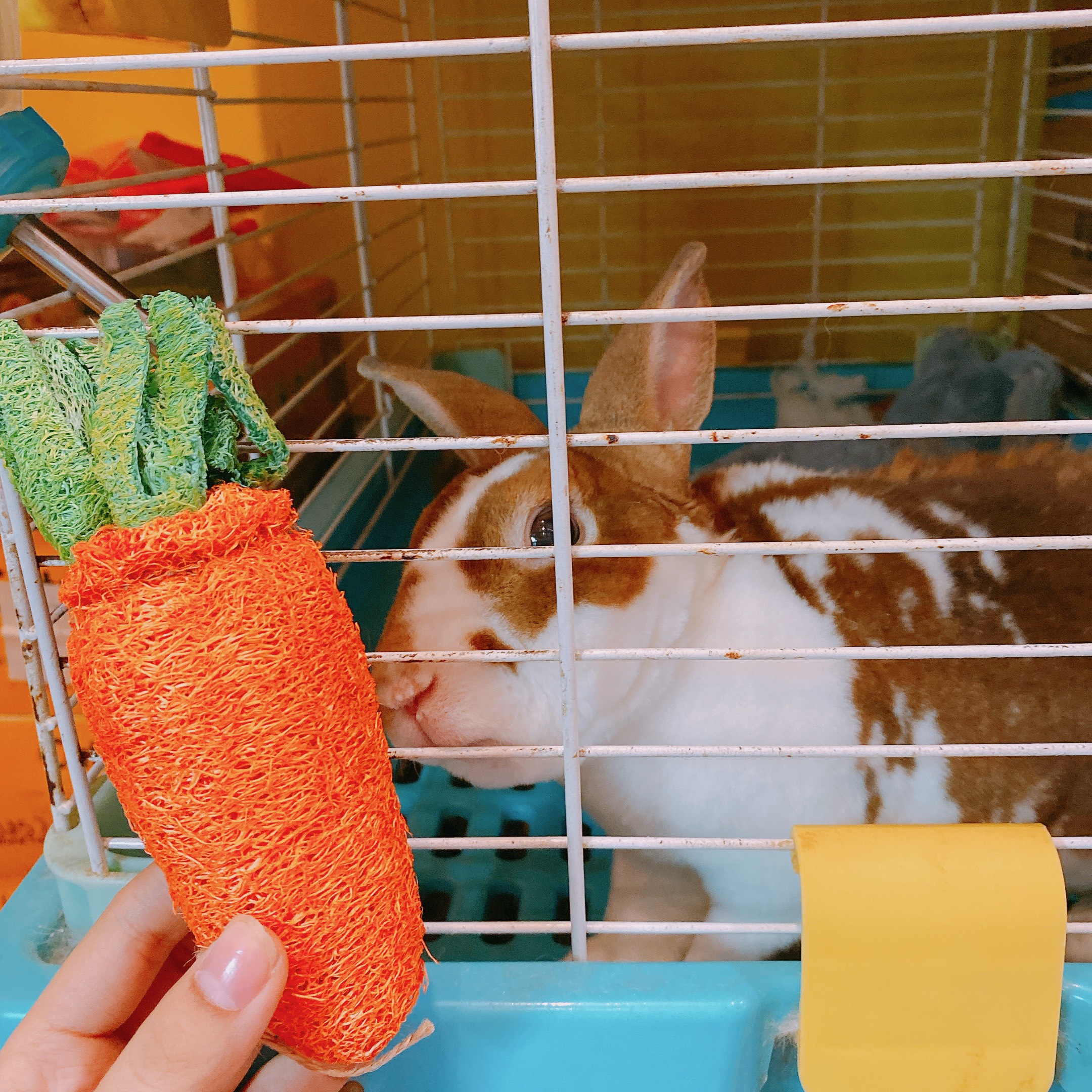 Cà rốt xơ mướp mài răng cho thỏ,hamster, bọ, sóc,... - T3 PETS SHOP