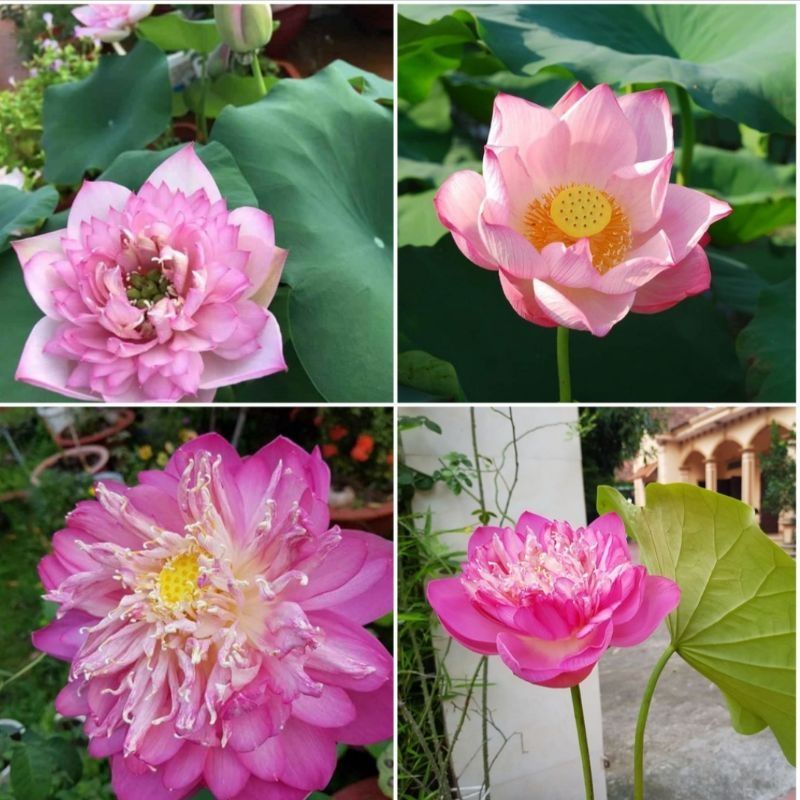 [3 hạt] Sen Bách Diệp Trăm Cánh ( Chọn Màu )
