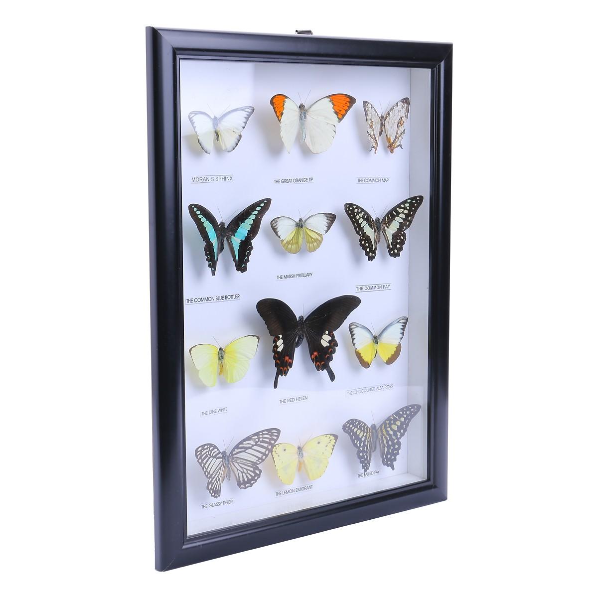 Collection of 12 Butterfly samples