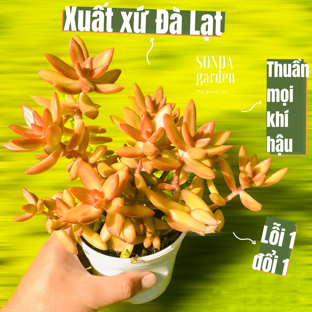 SEN ĐÁ ĐÁ CAM FULL NẮNG MƯA SIZE TRUNG BÌNH LỖI 1 ĐỔI 1