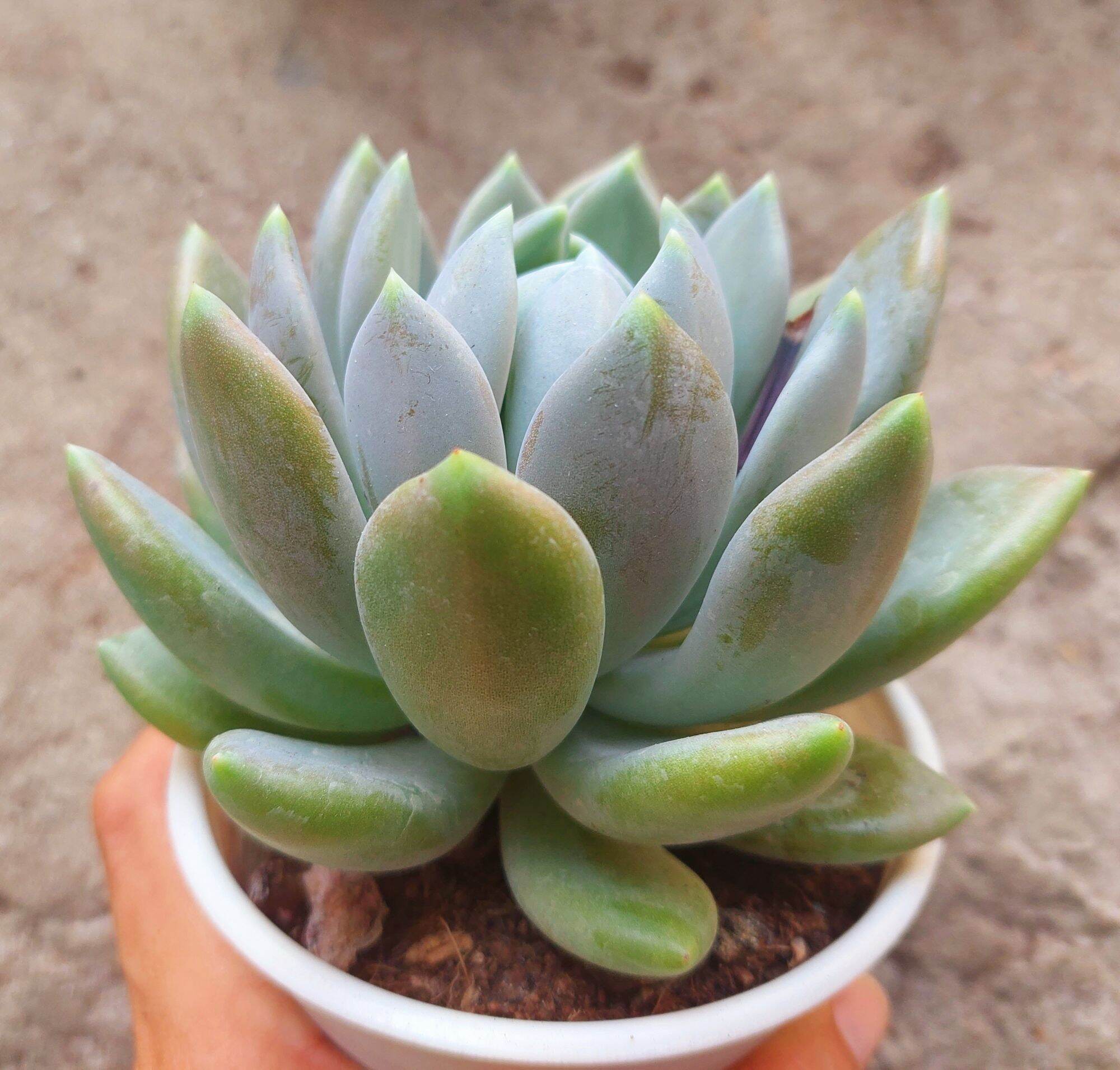 Sen đá SỎI XANH size trung 8-10 cm