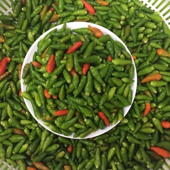 [HCM]Hạt Giống Ớt Xiêm - Gói 0.1gr