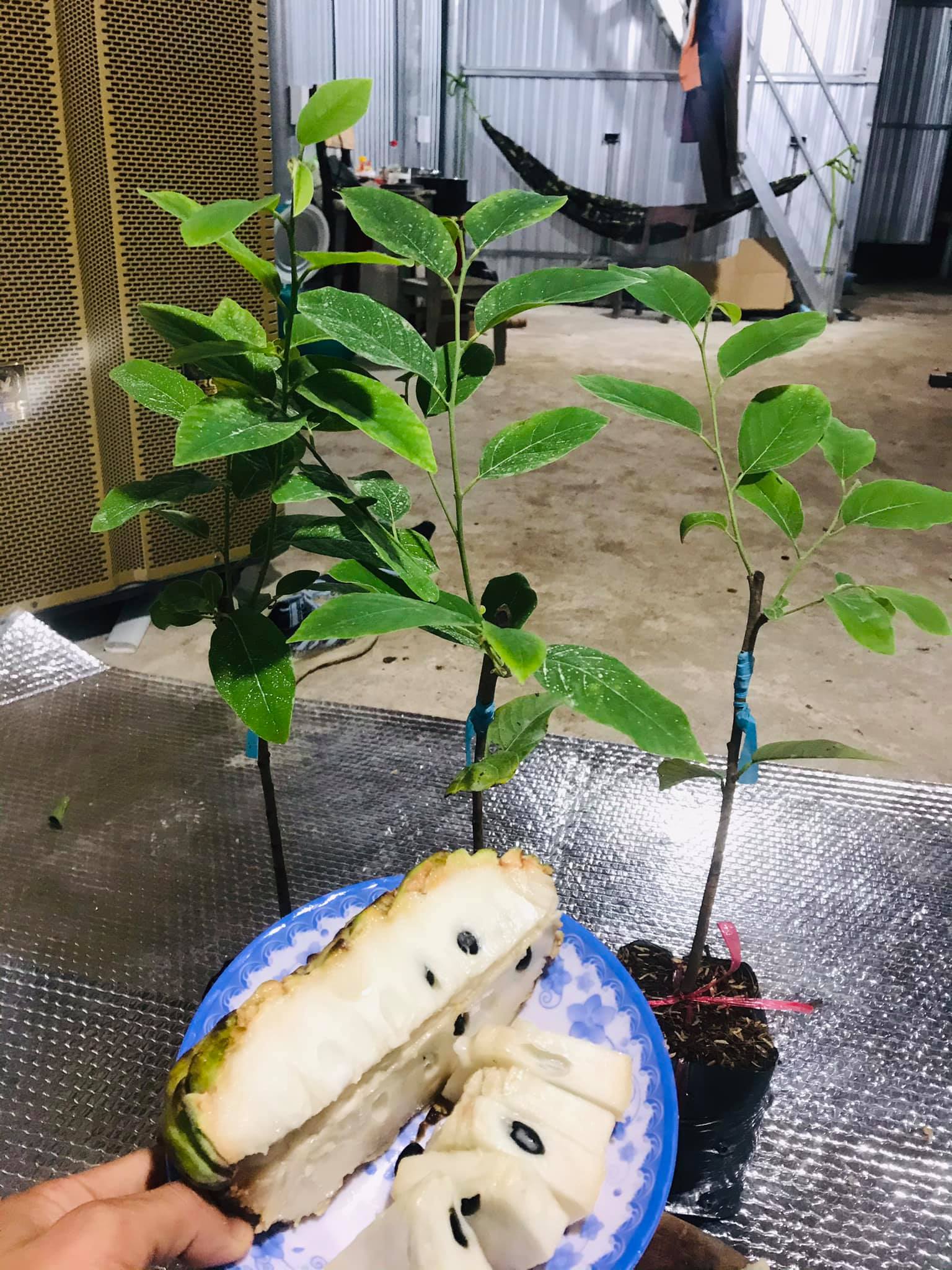 Cây giống na sầu riêng