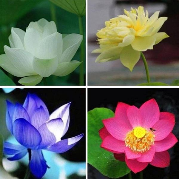 [ SP Mới Về] - Hạt giống sen mini nhật (4-5 hạt/gói) giá rẻ