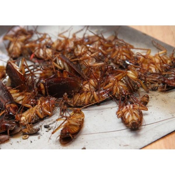 DIỆT KIẾN GIÁN CHÍNH HÃNG - DIỆT KIẾN GIÁN