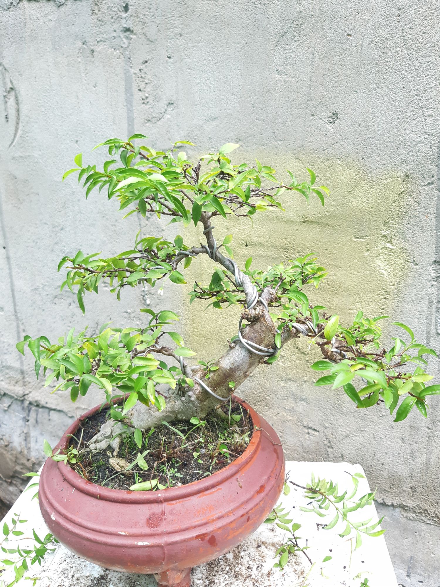 mai chiếu thủy bonsai trung