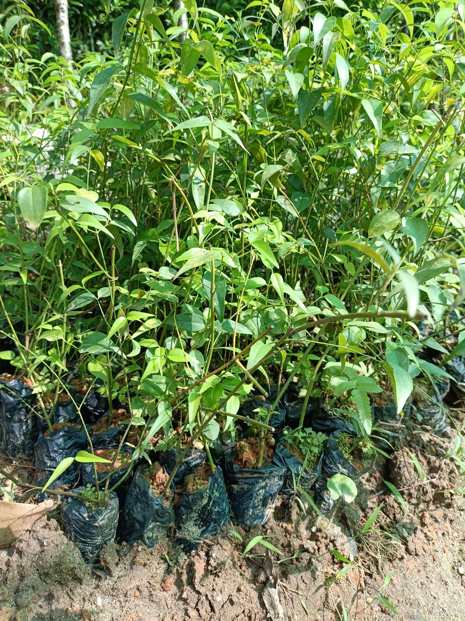 Combo 5 cây giống chè vằng