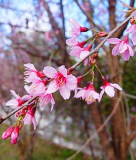 Cây hoa mai anh đào - Cây cao lớn