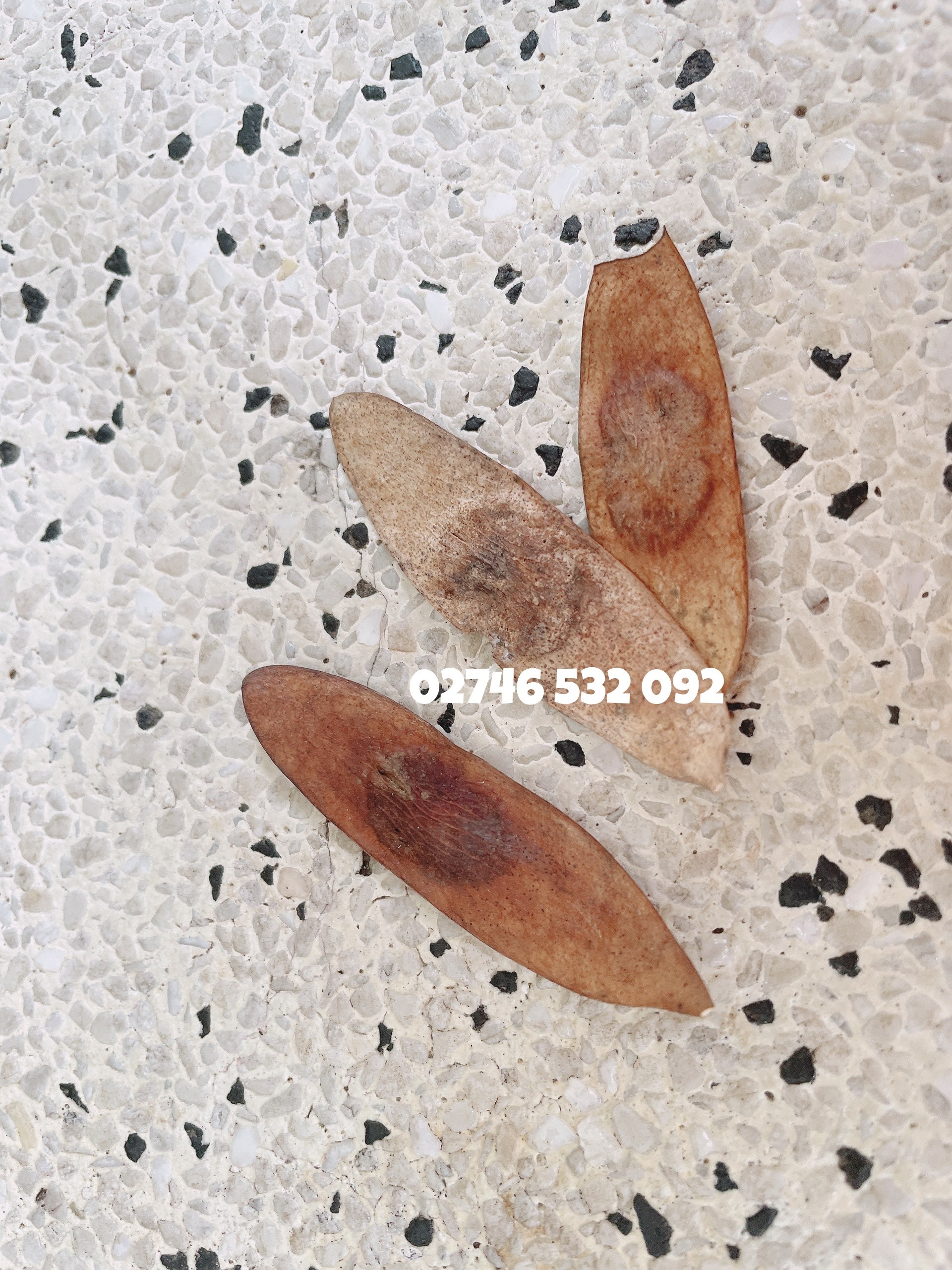 COMBO 10 HẠT GIỐNG SƯA ĐỎ (CÂY SƯA ĐỎ) QUÝ