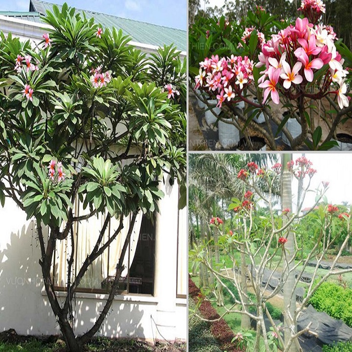 BẦU GIỐNG CÂY HOA ĐẠI ĐỎ