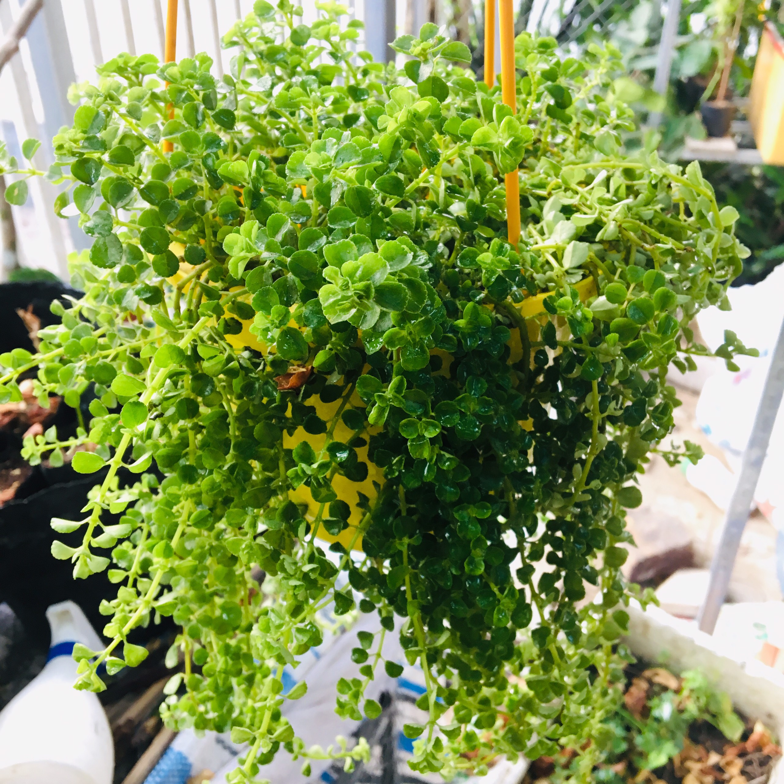 CÂY VẢY RỒNG RŨ - CHẬU CÂY TREO RŨ XUỐNG