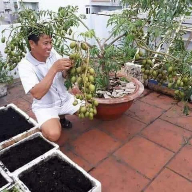 Cây Cóc Thái lùn... đang trái