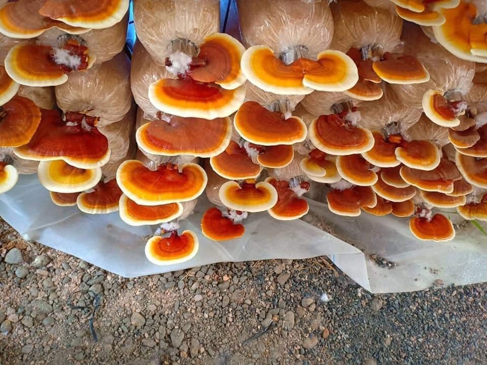 Phôi nấm Linh chi đỏ - (Combo 9 bịch)