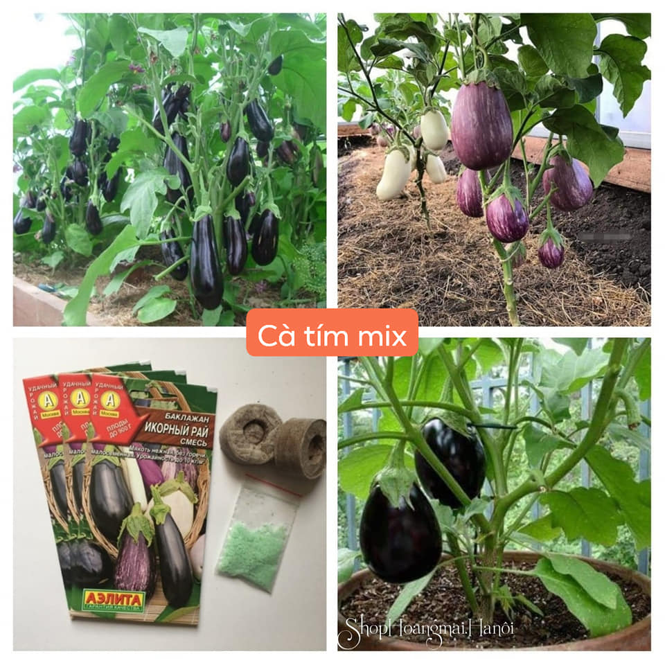 Hạt giống cà tím cà pháo tròn tím rd 73 rạng đông gói 0.5gram