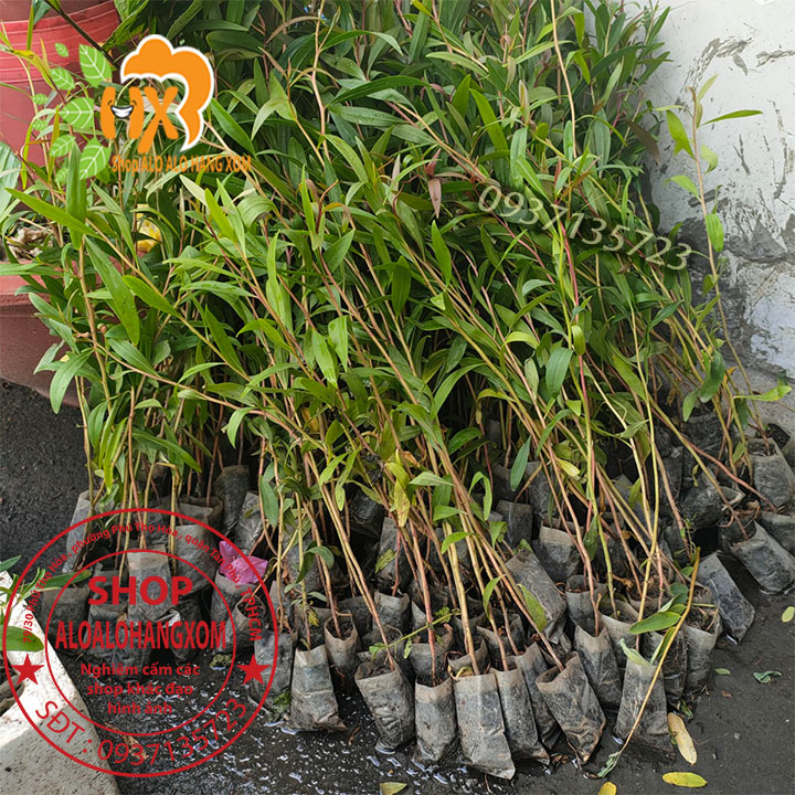 Combo 50 cây tràm úc -cây giống