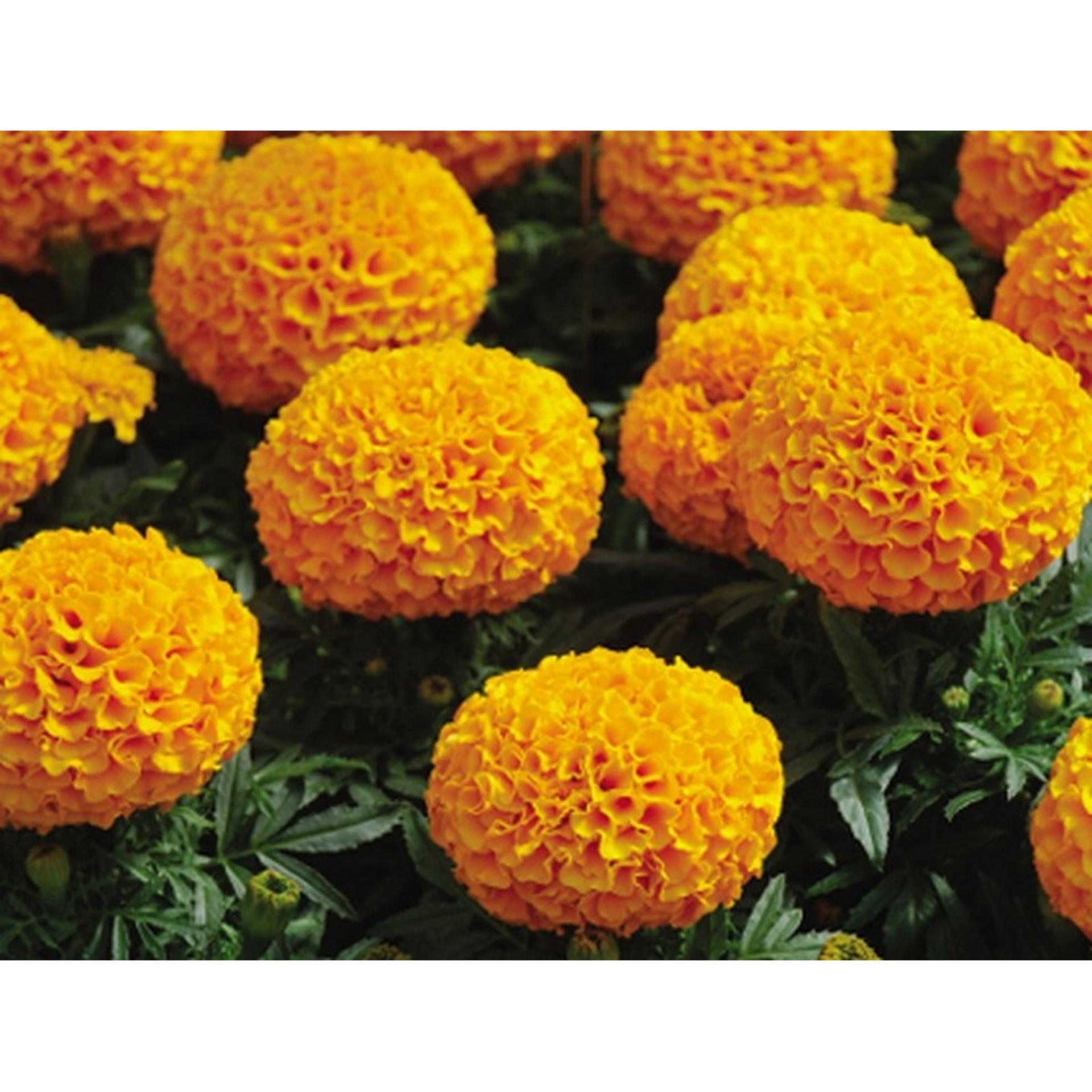 50 Hạt giống Cúc Vạn thọ Mỹ (tặng Kích nẩy mầm, Hướng dẫn ươm)
