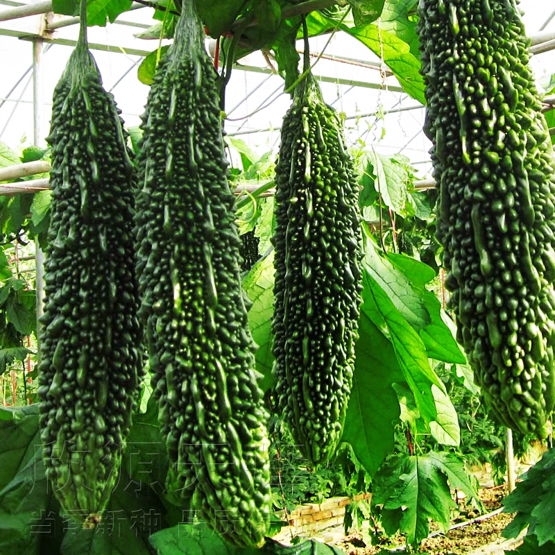 Hạt giống mướp đắng nhật bản 10 hạt