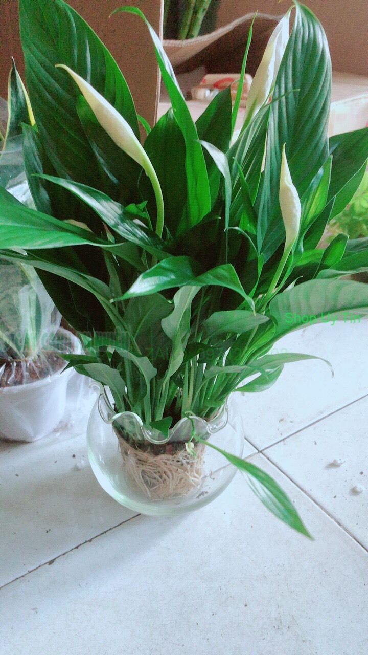 Chậu Cây Lan Ý Thủy Sinh
